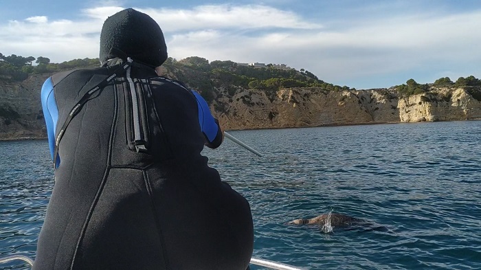 Imagen del momento en que los técnicos del Oceanogràfic localizaron a la foca en la costa de Xàbia y le proporcionaron un antibiótico
