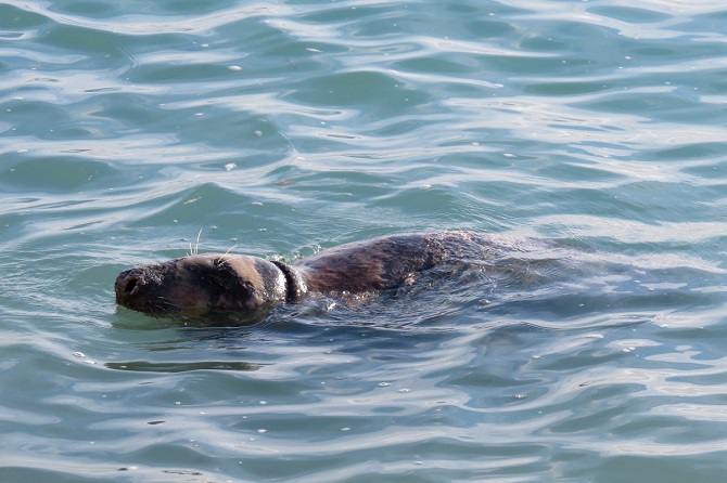 La foca gris en aguas de Xàbia. Foto: Toni Bolufer / Meteoxabia
