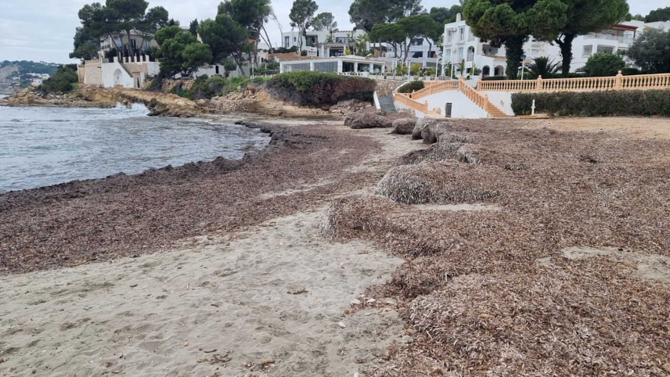 La presencia de arribazones de posidonia oceánica en las playas es algo positivo