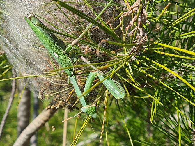 Mantis Religiosa sobre un nido de procesionaria
