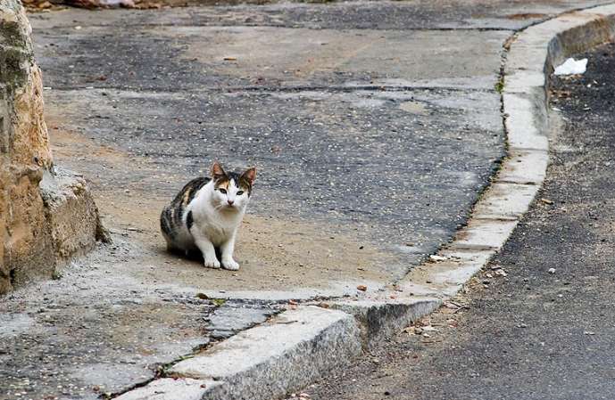 La Diputación de Alicante destina 700.000 euros al control de plagas y la gestión de colonias felinas