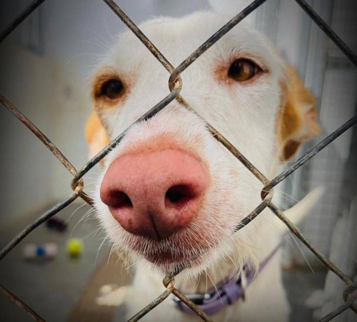 Pepito Dog Shelter busca apoyos para mantener su labor de protección animal en Benissa