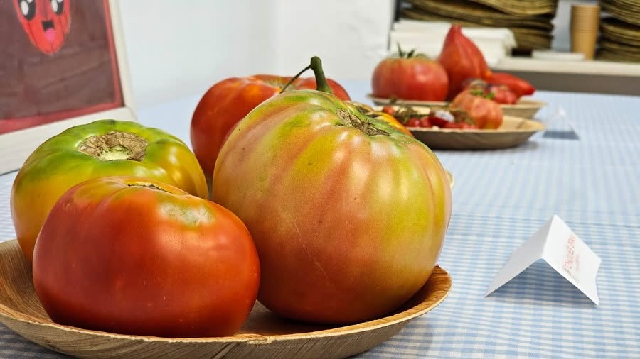 El concurso del tomate volverá a reunir a los mejores cultivos de Moraira durante las fiestas patronales