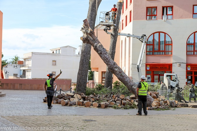 Tala de pinos en Teulada