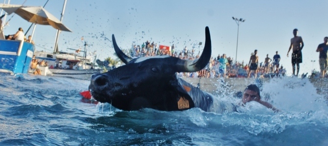 Moraira celebra hoy su primer ‘Bous a la Mar’